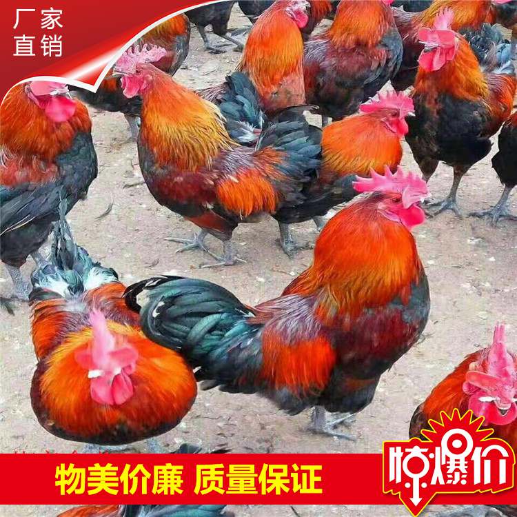 红瑶公鸡