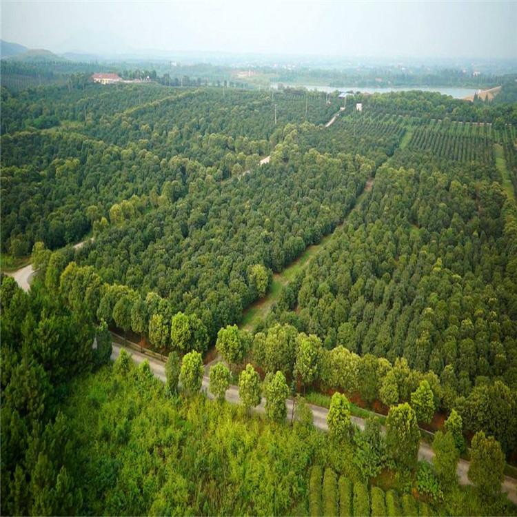 丹东苗圃 丹东苗圃报价 丹东苗圃价格 丹东苗圃基地