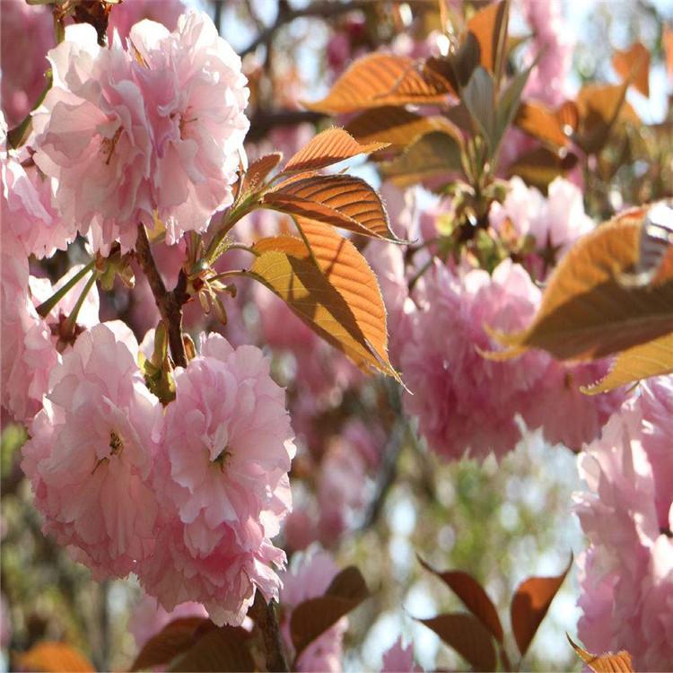 山樱花 山樱花苗 山樱花批发 山樱花价格