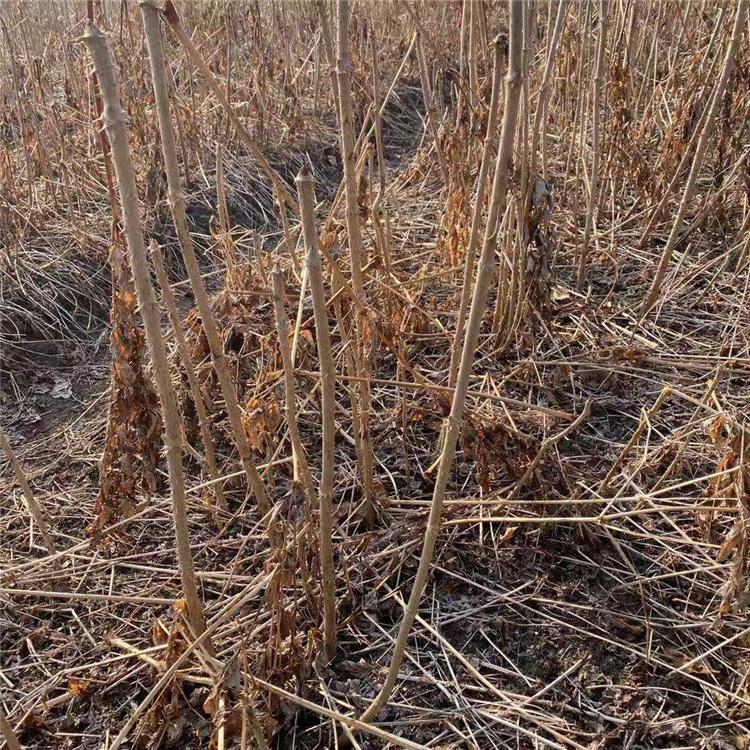  一级刺嫩芽苗 诚信苗圃 刺嫩芽苗基地批发 价格优惠长期出售