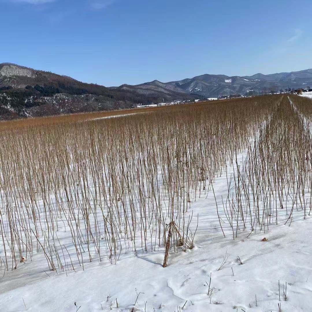 黄柏苗基地直销 现挖现卖 优质品种