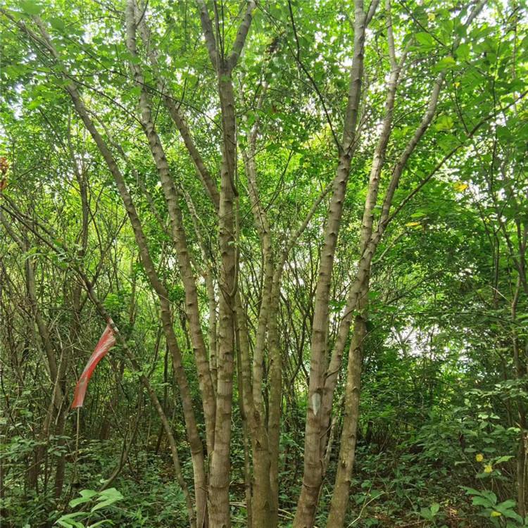 启运 茶条槭树苗 丛生茶条槭落叶乔木 基地直供