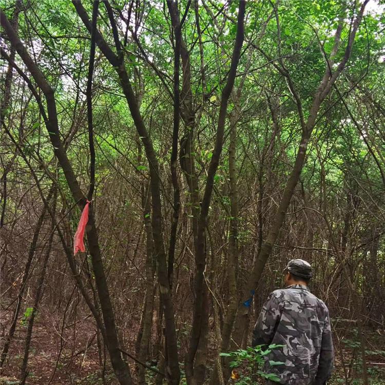 启运 茶条槭树苗价格 茶条槭基地 厂家直销
