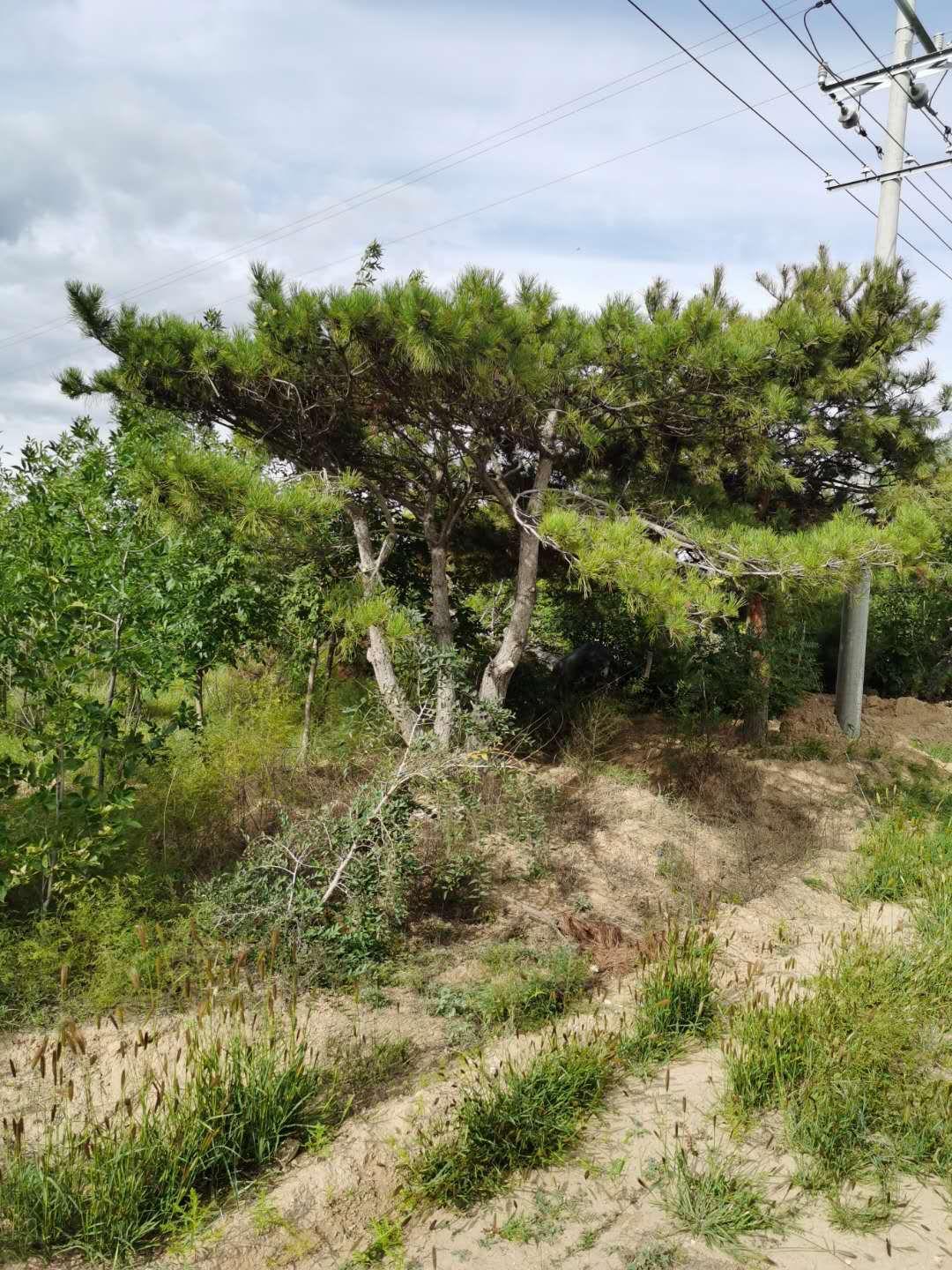 启运   大型造型黑松松采购批发 景区绿化