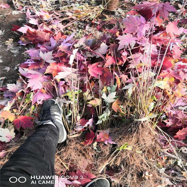 秋火焰小苗 启运苗木红枫小苗基地 美国红枫秋火焰价格