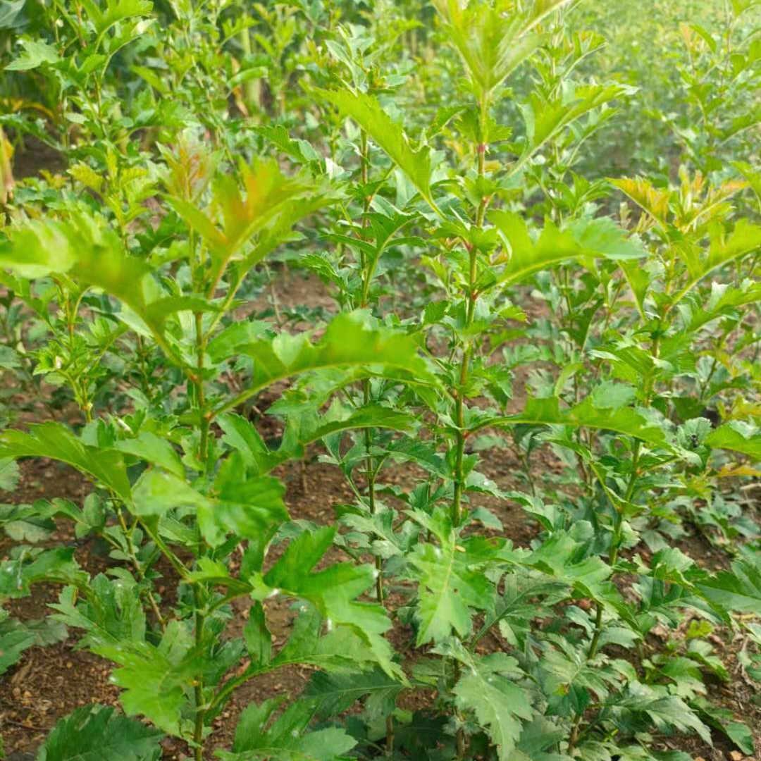 启运苗木  大量山里红苗现货  山里红苗基地