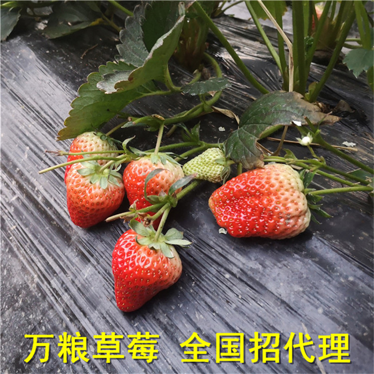 东港草莓  东港草莓批发 东港草莓价格 草莓产地 红颜草莓