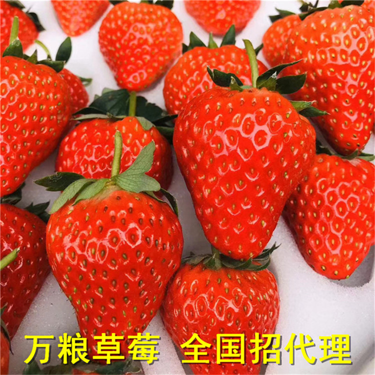 红颜草莓 草莓批发 东港草莓 草莓价格多少钱一斤