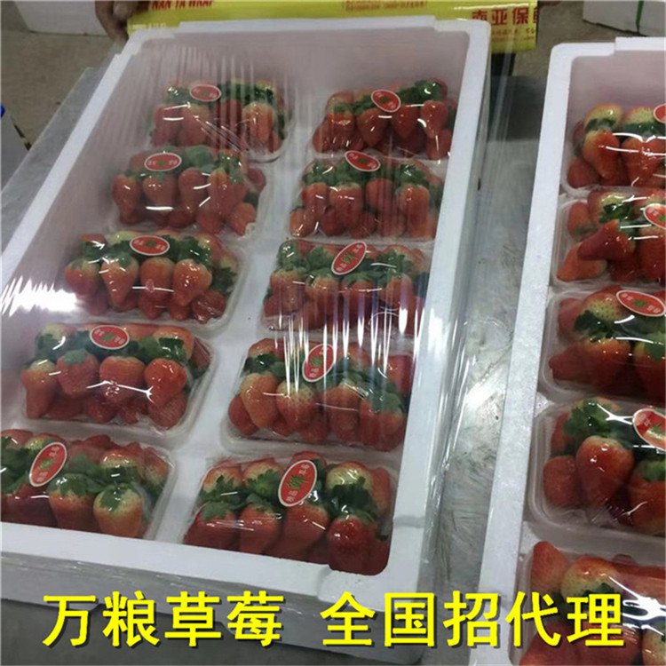 牛奶草莓 草莓市场价 草莓一斤多少钱 今日草莓价格