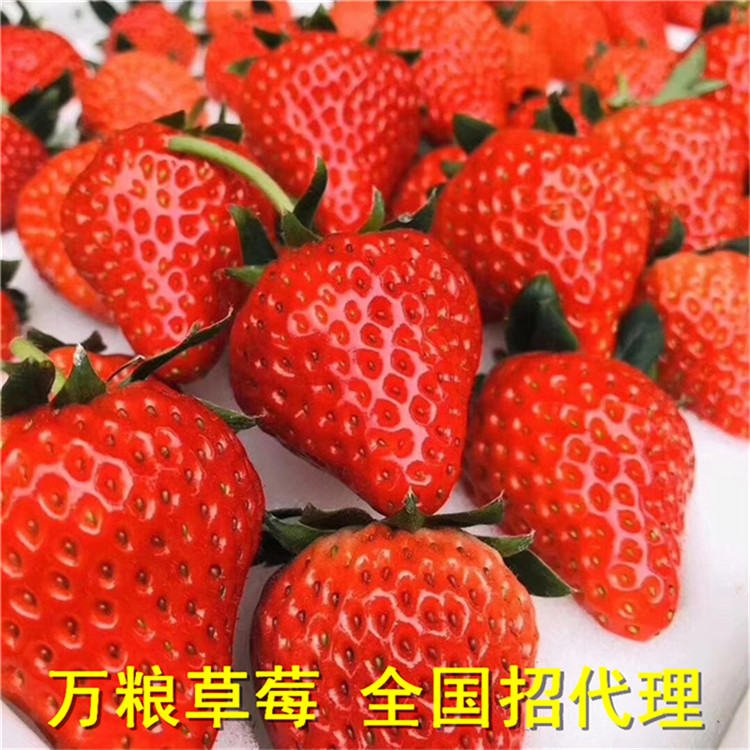 章姬草莓 草莓批发价 丹东草莓 九九草莓批发 红颜草莓