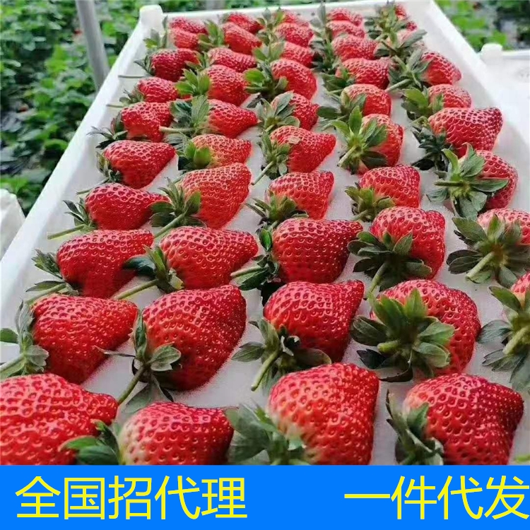 草莓什么价格 批发草莓多少钱一斤 河南草莓批发 成都草莓批发