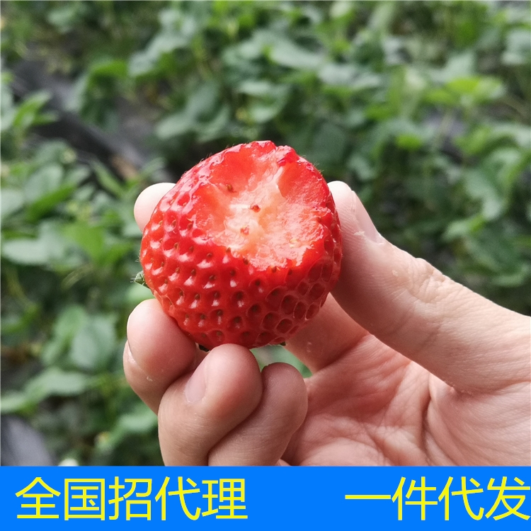 草莓市场价 草莓多钱一斤 现在草莓多少钱一斤 今年草莓价格