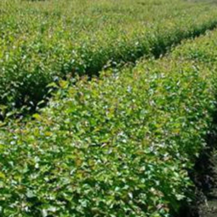 白桦苗 价格优惠 白桦树苗 大量销售