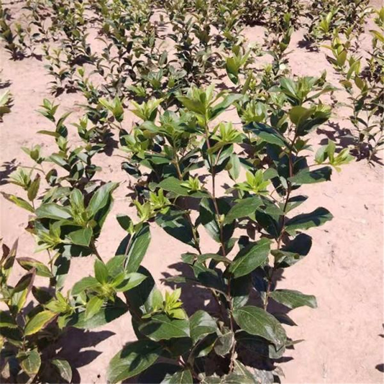 刺嫩芽苗 低价出售 刺嫩芽苗价钱 物美价廉刺嫩芽苗大量批发