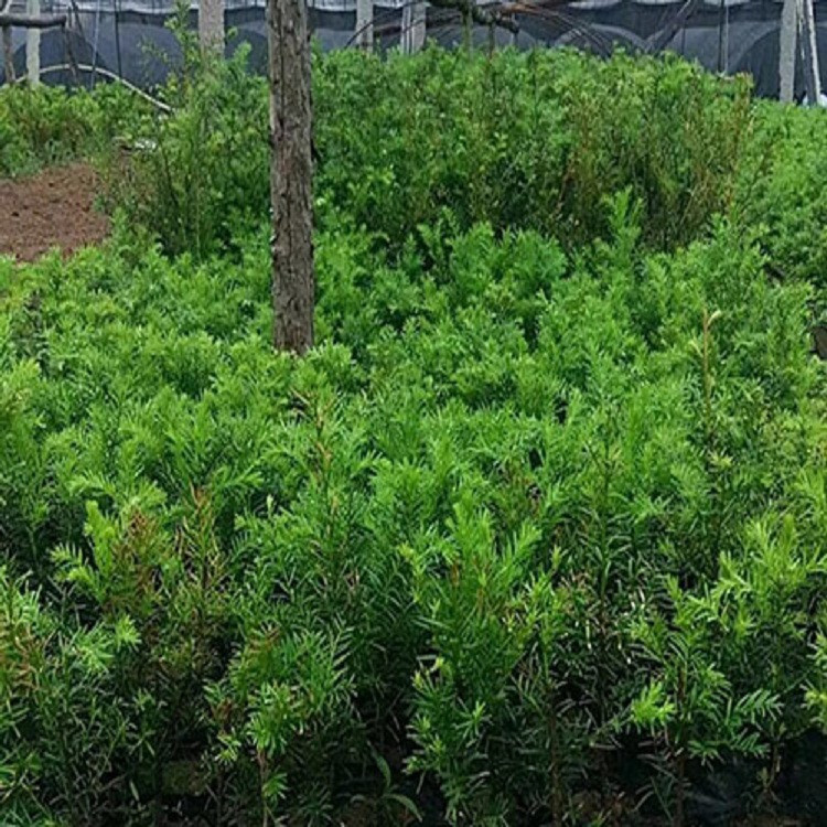 红豆杉 苗圃直销红豆杉