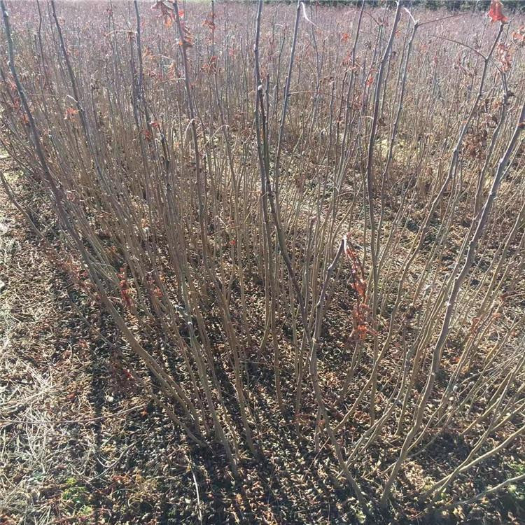 花楸苗 观叶系植物  价格低廉 经济实惠