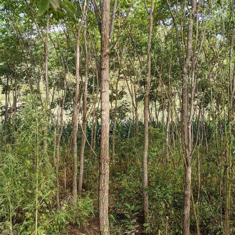 黄菠萝苗 黄柏 黄檗  沈阳黄菠萝苗木 厂家直销