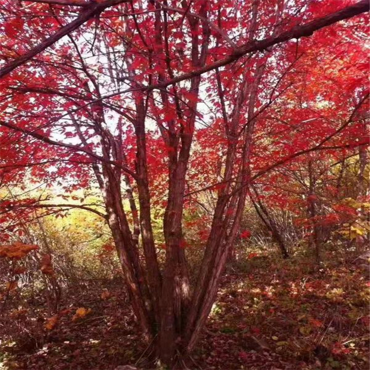 九角枫 观赏性植物颜色偏红 色泽亮丽
