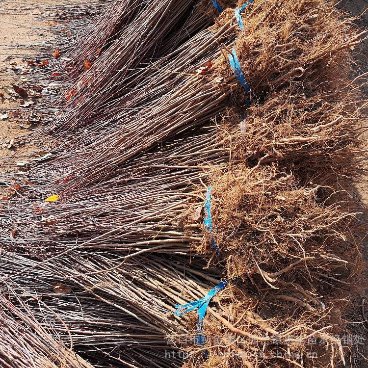 山丁子苗 落叶乔木 苗木批发