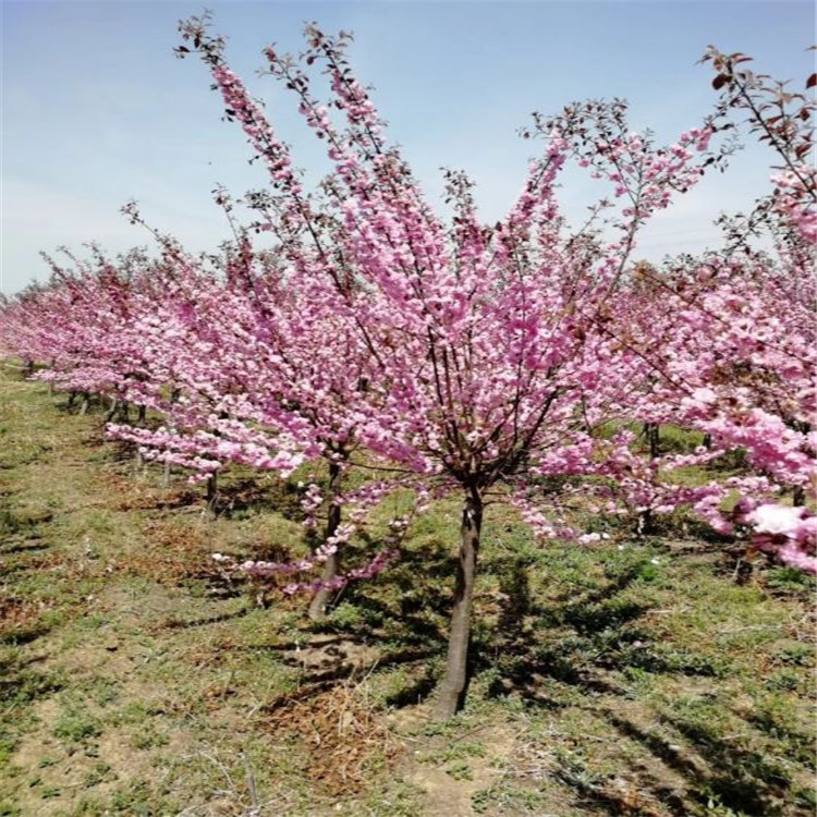 山桃稠李 风景树 观赏性植物