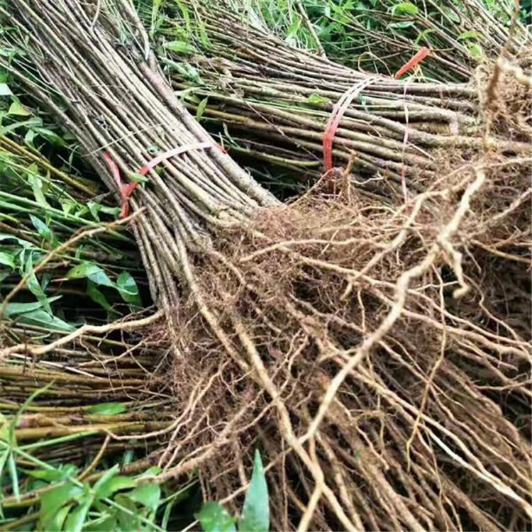 山桃苗 可食用果实 毛桃树 财源苗木