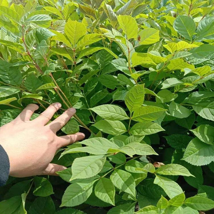 水曲柳苗出售 批发水曲柳  品质好 财源苗木基地