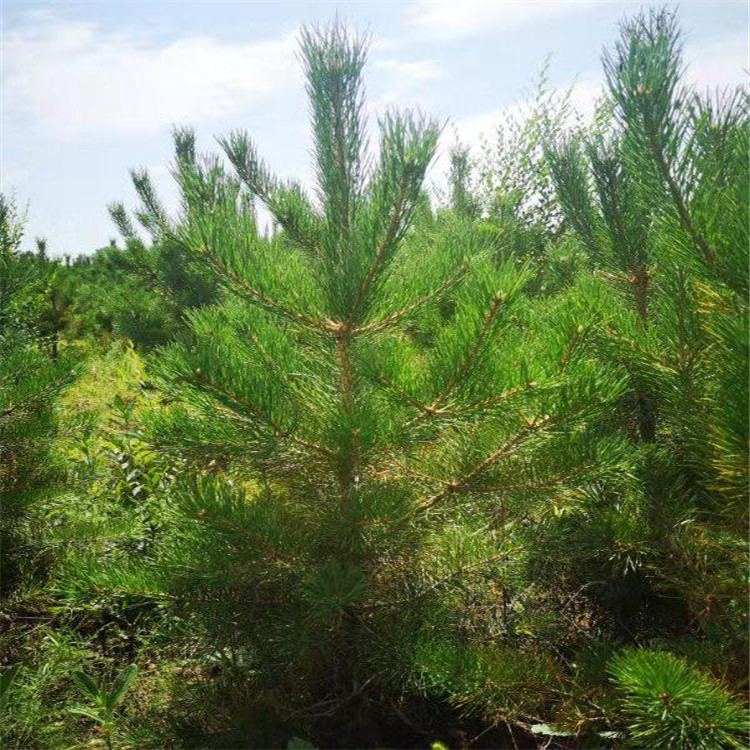 樟子松苗批发 大量樟子松苗零售 财源苗圃