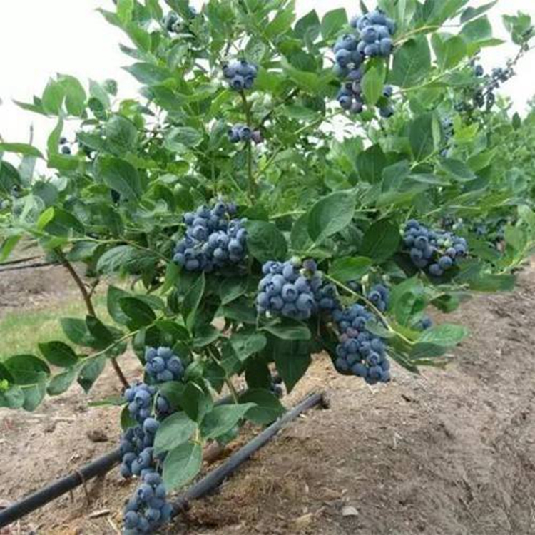 蓝莓苗、蓝莓树苗、蓝莓批发、蓝莓苗价格