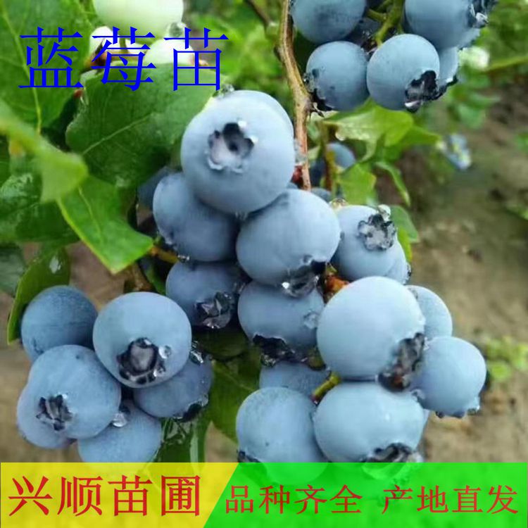 蓝莓苗、蓝莓苗批发、北方蓝莓苗出售、蓝莓嫁接苗、自产自销