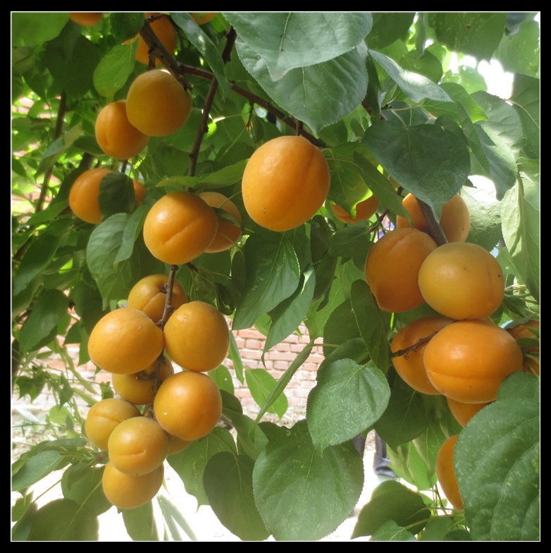 杏树苗、凯特杏树苗、金太阳杏树苗批发杏树苗价格