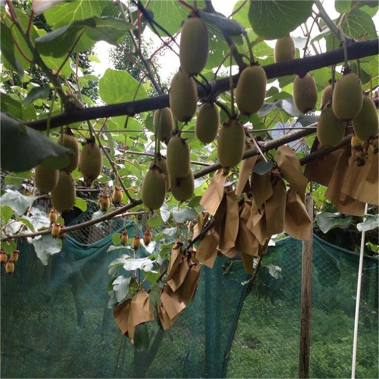 软枣猕猴桃苗  基地供应软枣猕猴桃苗  嫁接猕猴桃苗品种 