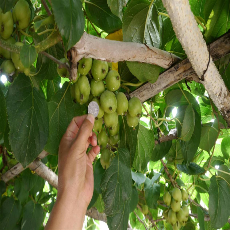 桓優1號 圓棗苗 東北圓棗苗 圓棗苗價格 軟棗苗