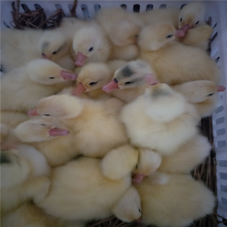 鹅雏 立成鹅雏 脱温鹅雏 销售商家 鹅雏孵化场