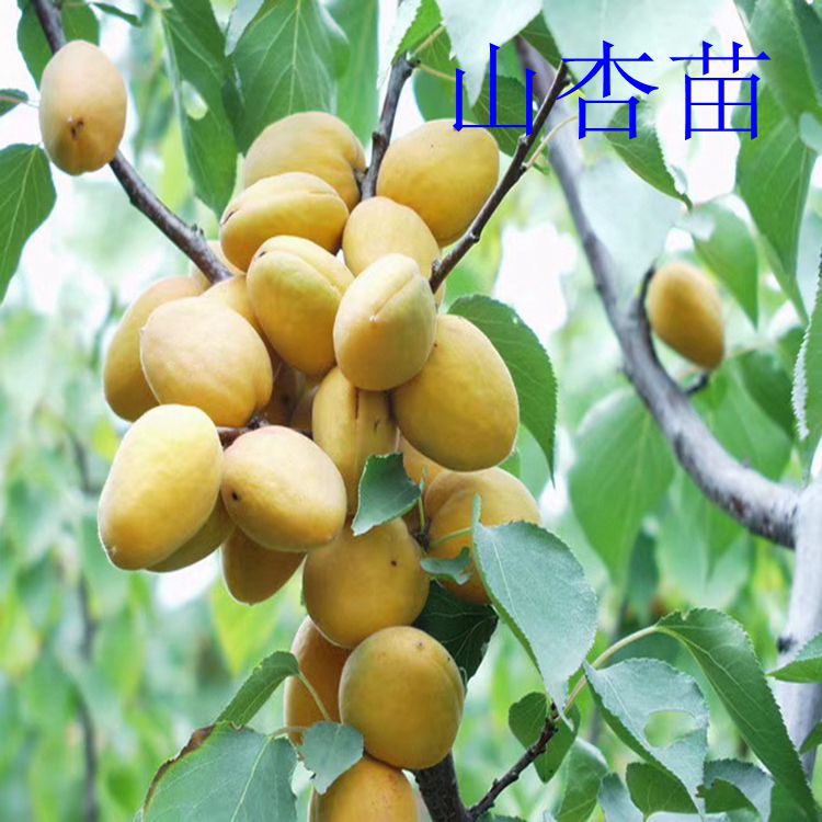 2公分杏树苗、杏树苗批发、15-20公分杏树出售、杏树苗、自产自销