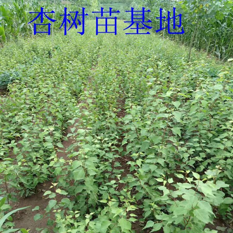杏树苗、杏树苗批发、15-20公分杏树出售、山杏苗价格、自产自销