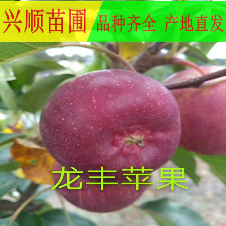 苹果树苗、寒富苹果树苗批发、15-20公分苹果树出售、自产自销