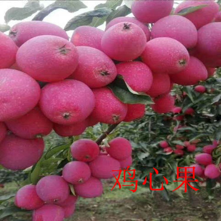 鸡心果苗、鸡心果苗价格、10-20公分鸡心果苗、鸡心果书苗、自产自销