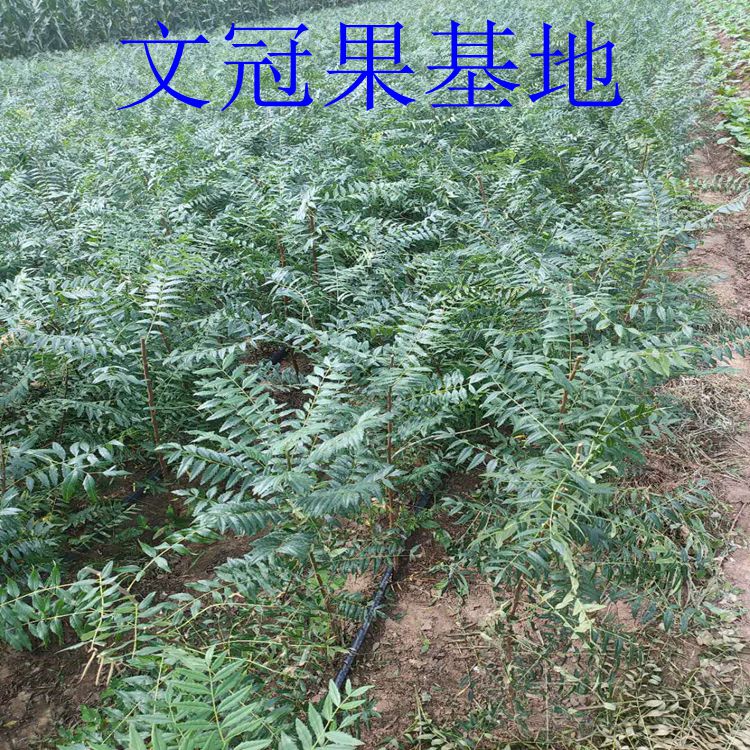 文冠果苗、红花文冠果苗、10-20公分文冠果树苗、文冠果苗价格、自产自销