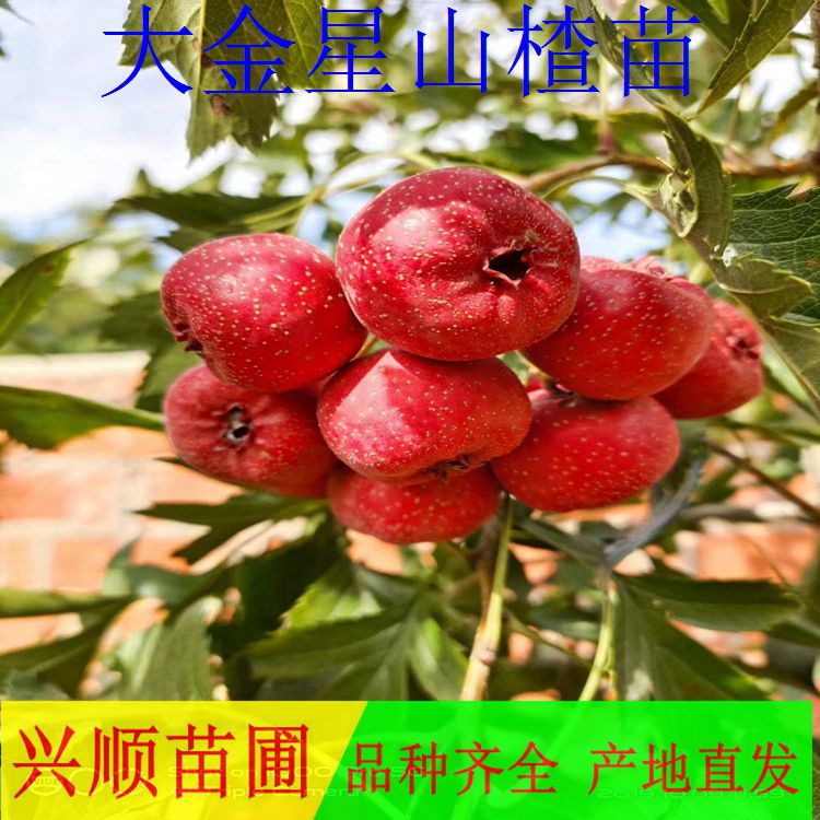 5公分山楂苗、18公分山楂苗、10-20公分山楂苗、山楂苗价格、自产自销