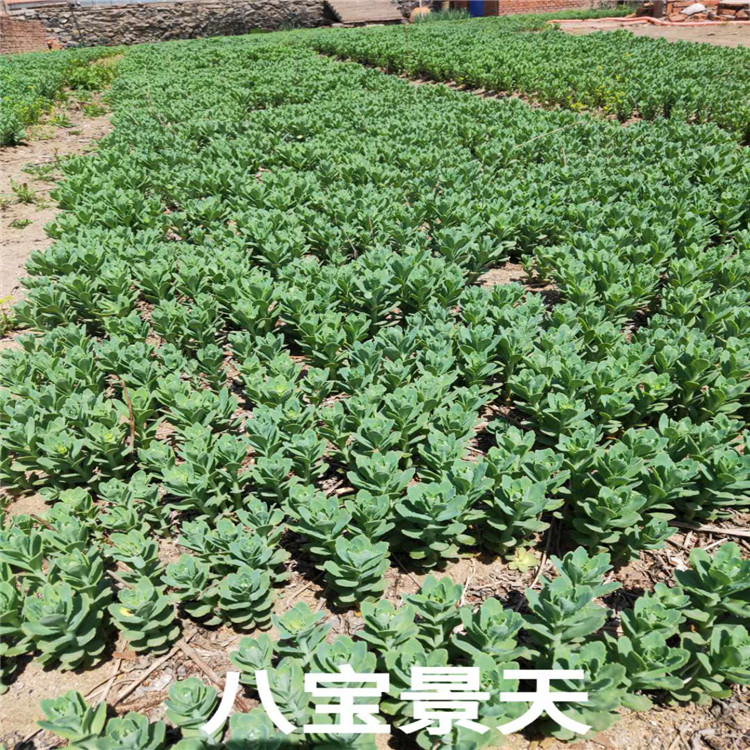 八宝景天价格 八宝景天基地 销售八宝景天成活率高价格低