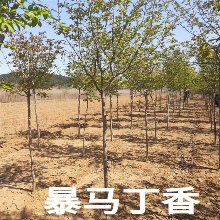 暴马丁香价格 暴马丁香基地 销售暴马丁香成活率高价格低