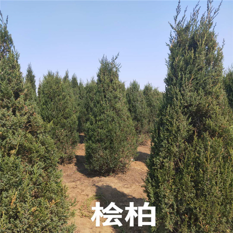 桧柏价格 桧柏基地 销售桧柏成活率高价格低  沈阳