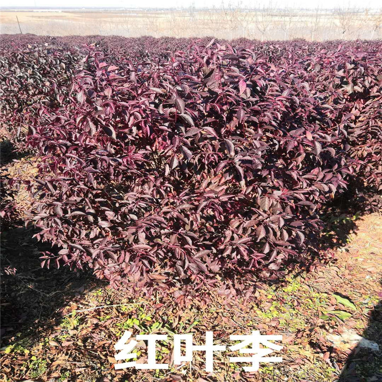 红叶李价格 红叶李基地 销售红叶李成活率高价格低  沈阳