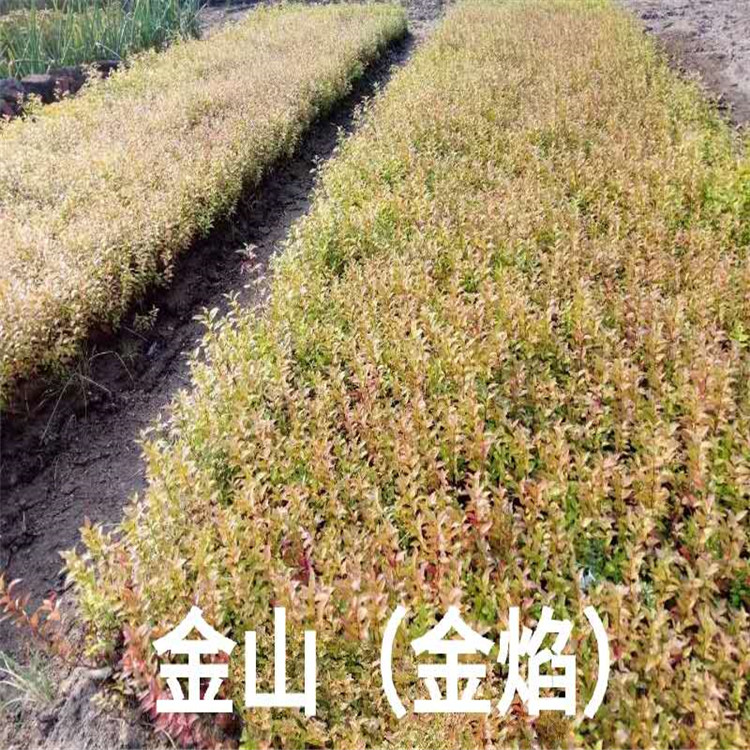 金山价格 金焰基地 销售金焰成活率高价格低  沈阳