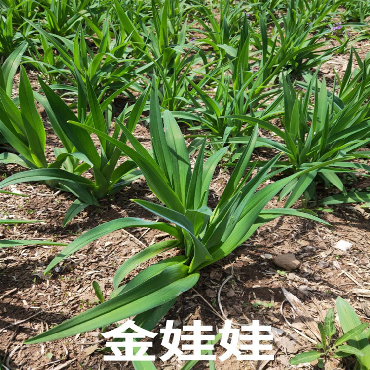 金娃娃价格 金娃娃基地 销售金娃娃成活率高价格低  沈阳