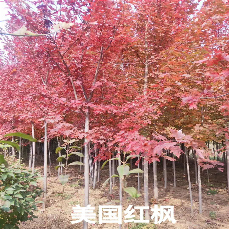 美国红枫价格 美国红枫基地 销售美国红枫成活率高价格低