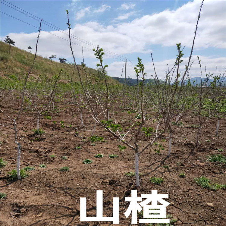 山楂苗价格 山楂苗基地 销售山楂苗成活率高价格低  沈阳