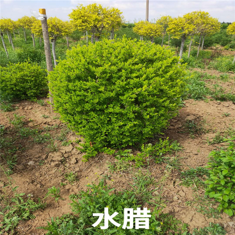 水腊价格 水腊基地 销售水腊苗成活率高价格低  沈阳