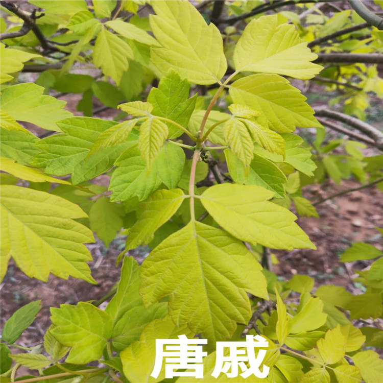 榶槭价格 榶槭基地 销售榶槭苗成活率高价格低  沈阳