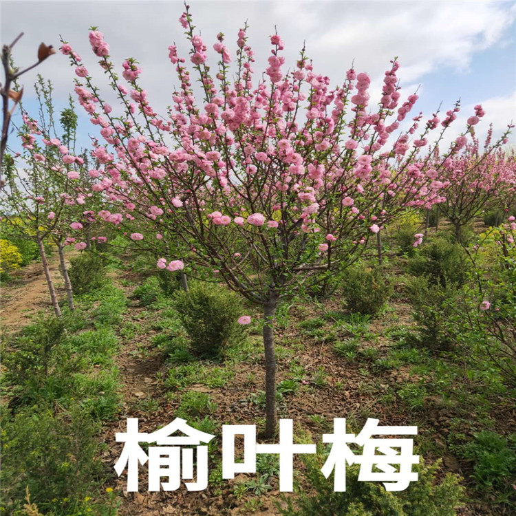 榆叶梅价格 榆叶梅基地 销售榆叶梅苗成活率高价格低  沈阳